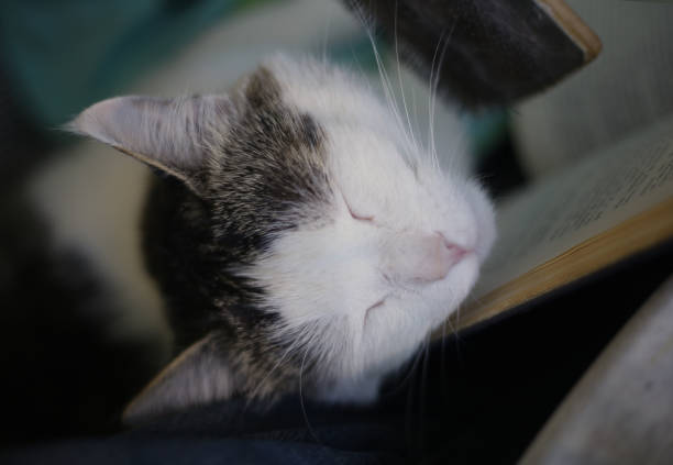 istock angora cat being groom with special pet brush 697749634