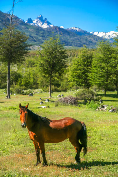 istock Estancia in Patagonia 697749678