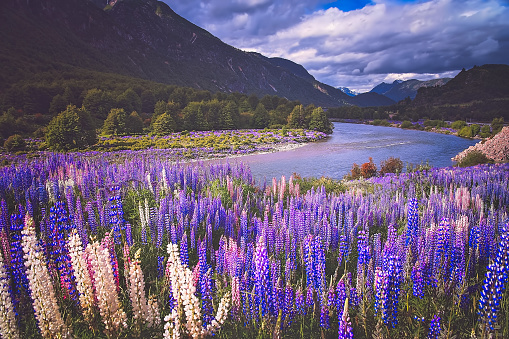 Lupin field and mountain river scenery in Chilean Patagonia, Chile