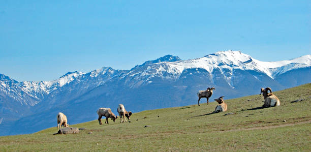 istock Bighorn Sheep, at high mountain summer grazing area 697752816