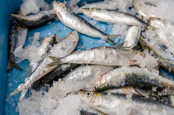 istock Sardines on ice at the fish market 697753718