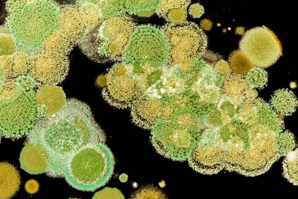 Green mold grows on the black background stock photo