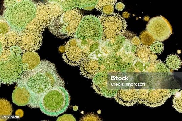 Green Mold Grows On The Black Background Stock Photo - Download Image Now - Fungal Mold, Molding a Shape, Spore