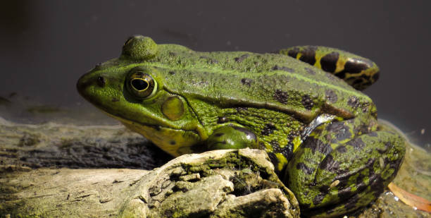 rana verde  - frog batrachian animal head grass fotografías e imágenes de stock
