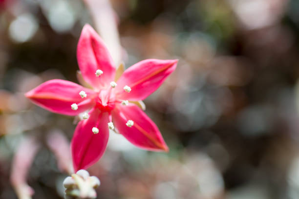 Pink Echeveria Flower