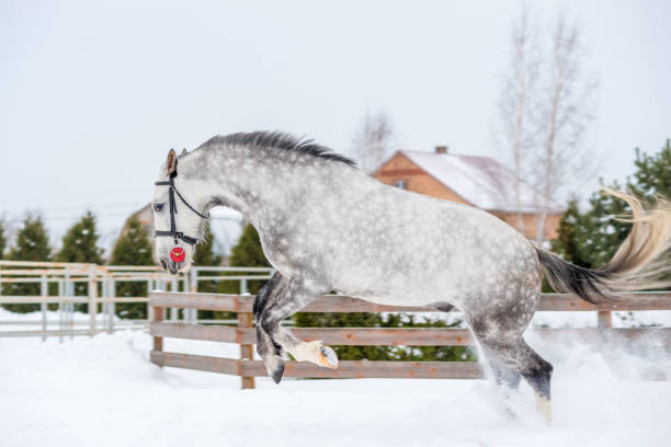 active horse running and jumping over white snow in the field - horse winter dapple gray gray imagens e fotografias de stock