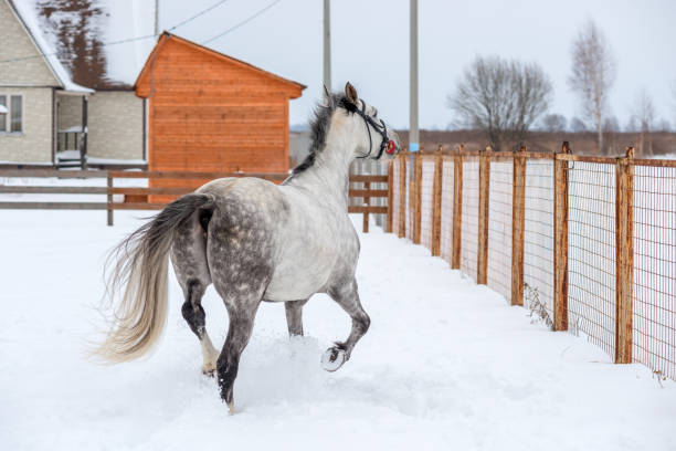 серый конь смотрит на свободу через забор - horse dapple gray gray winter стоковые фото и изображения