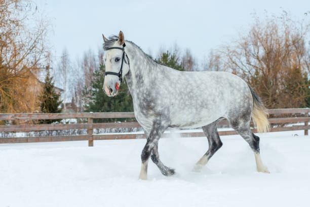 cavallo grigio con il colore di una mela, la neve sul ranch - horse winter dapple gray gray foto e immagini stock
