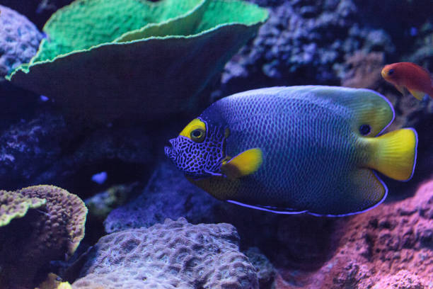 istock Blue faced angelfish Pomacanthus xanthometopon 697770696