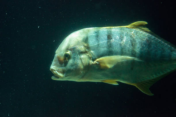 istock Golden Trevally fish Gnathanodon speciosus 697776174