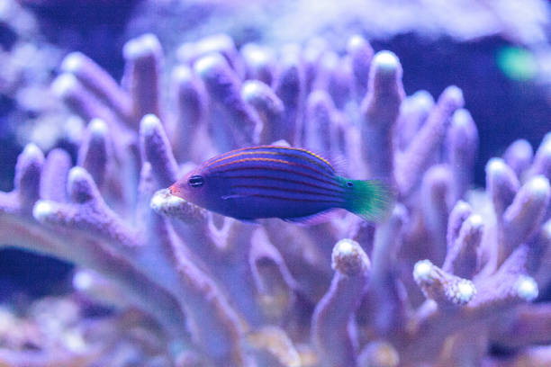 Pinstriped wrasse fish Halichoeres melanurus Pinstriped wrasse fish Halichoeres melanurus swims over a coral reef melanurus wrasse stock pictures, royalty-free photos & images
