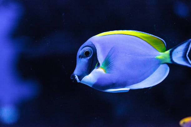 istock Powderblue tang fish Acanthurus leucosternon 697777686