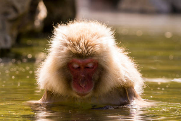 istock Snow monkey/Japanese macaque/Macaco japones 697777772