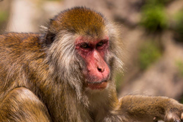 istock Snow monkey/Japanese macaque/Macaco japones 697777774