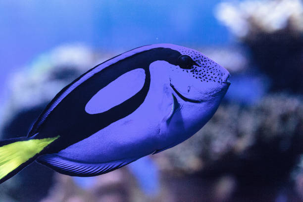 Palette tang fish, Paracanthurus hepatus