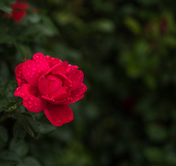 istock Red Rose in The Rain 697781624