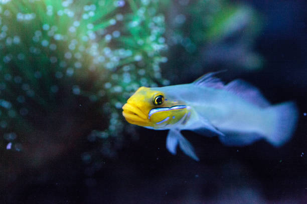 istock Sleeper Gold Head Goby fish Valenciennea strigata 697781640