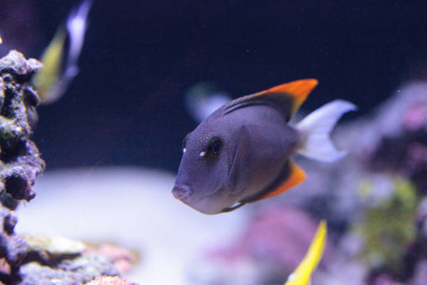 istock Tomini Tang fish Ctenochaetus tominiensis 697784424
