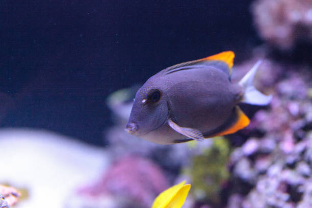 istock Tomini Tang fish Ctenochaetus tominiensis 697784432
