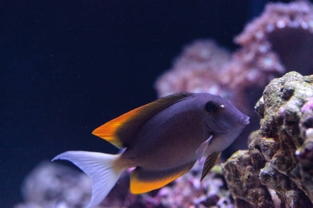 istock Tomini Tang fish Ctenochaetus tominiensis 697784448