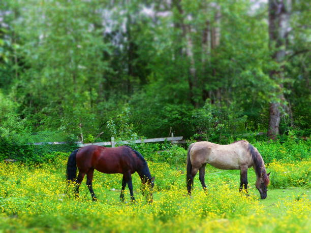 istock Horses with picturesque backgrounds 697784592