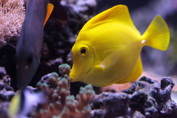 istock Yellow tang fish, Zebrasoma flavenscens 697784786