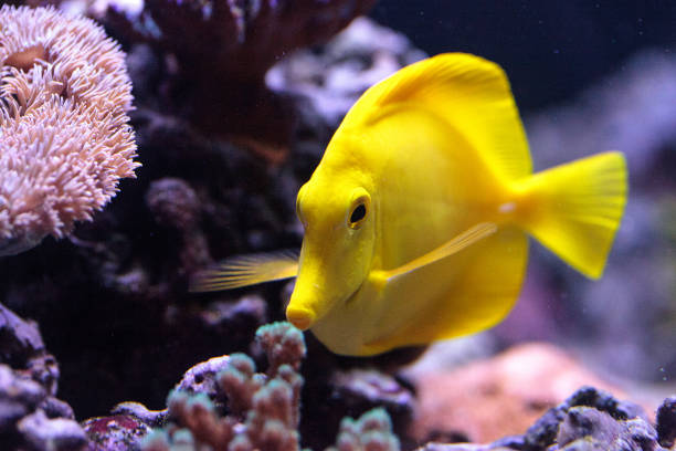 istock Yellow tang fish, Zebrasoma flavenscens 697784838