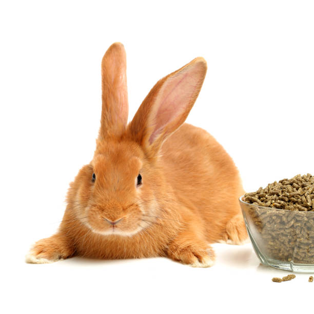 istock Rabbit  , pet food on the white background 697787350