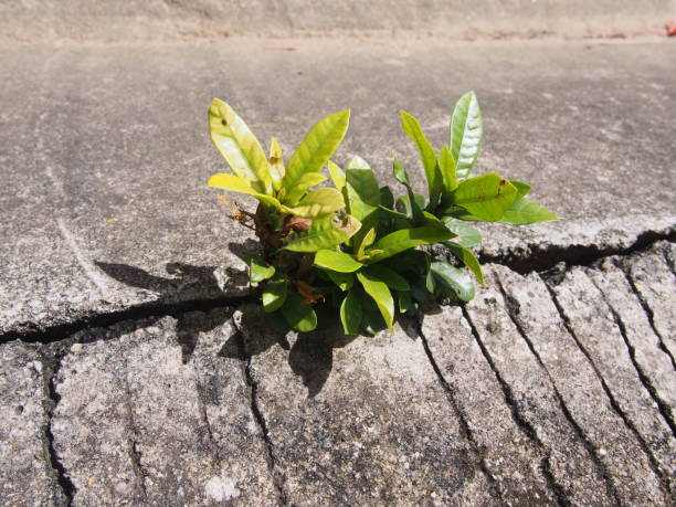 istock single ivy based plant growing out of urban concrete 697790886