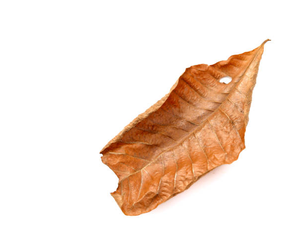 istock dry leaf closeup on the white background 697790910