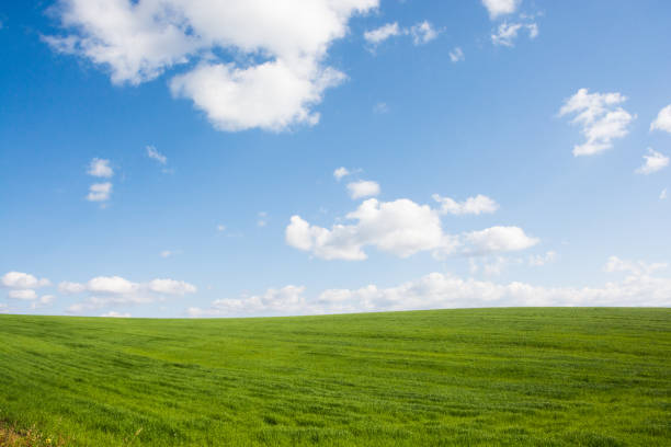 istock Green grassland and blue sky 697791456