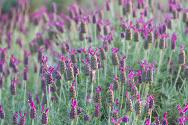 istock Lavender in the field 697791588