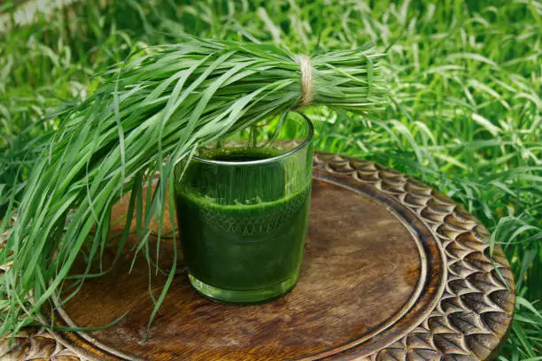 glass of wheatgrass juice on a brown wooden table with fresh wheat herbs and wheat spikelet against the background of a green wheat grass