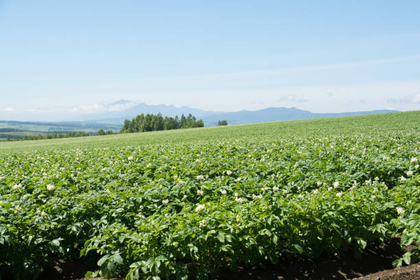 istock Potato field with white flowers 697793974