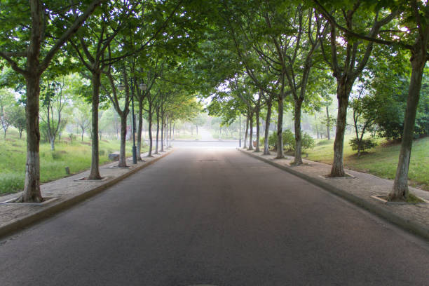 istock Trees on both sides of the road 697794444