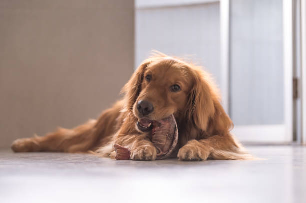 istock The Golden Retriever in playing with toys 697798426