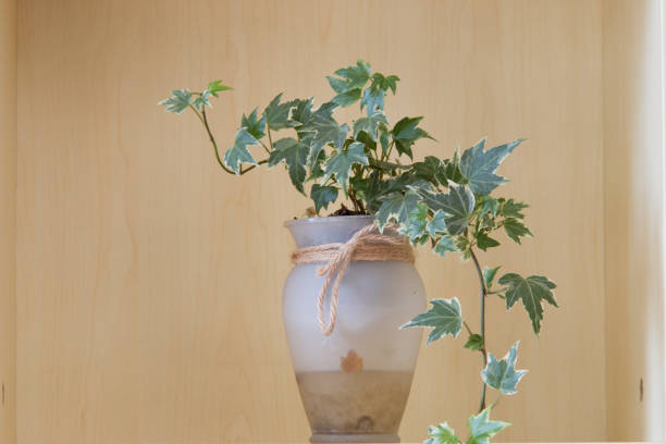 A potted plant on a shelf.