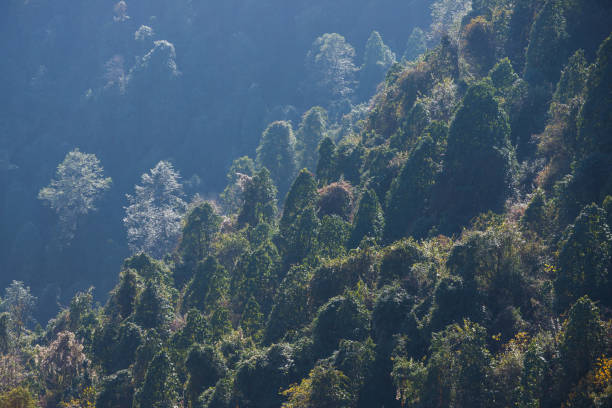 istock beautiful landscape the tree on mountain 697801830