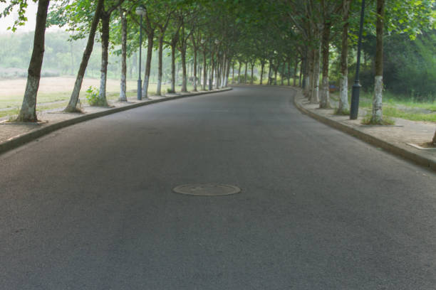 istock Trees on both sides of the road 697805388