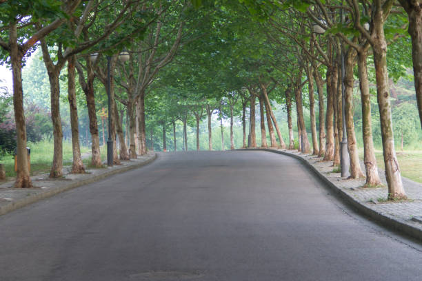 istock Trees on both sides of the road 697805510
