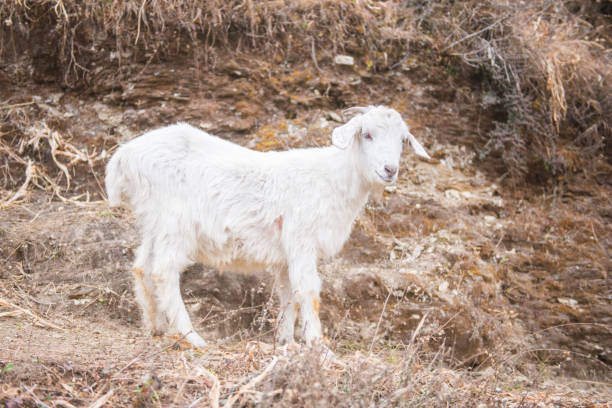 white goat mountain walking to find food , Nepal