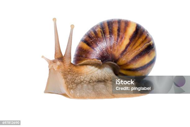 Close Up Of Snail Isolated On White Background Stock Photo - Download Image Now - Animal, Animal Shell, Animal Wildlife