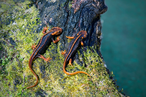 two Saramander, Cloud Forest