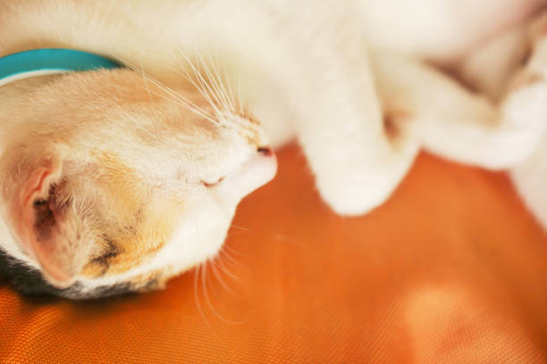 Cat's head focused while sleeping