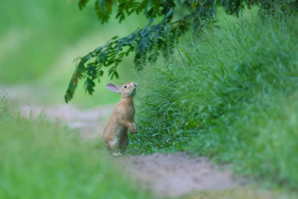 istock Little rabbit on green grass in summer day 697816306