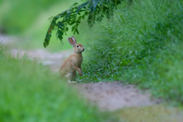 istock Little rabbit on green grass in summer day 697816630
