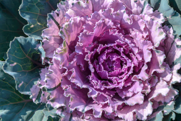 istock Fresh purple - green cabbage in the agriculture fields - top view 697816644