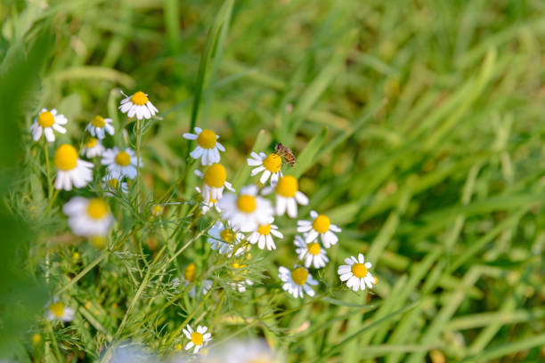 istock Many white daisy flowers on green meadow 697816936