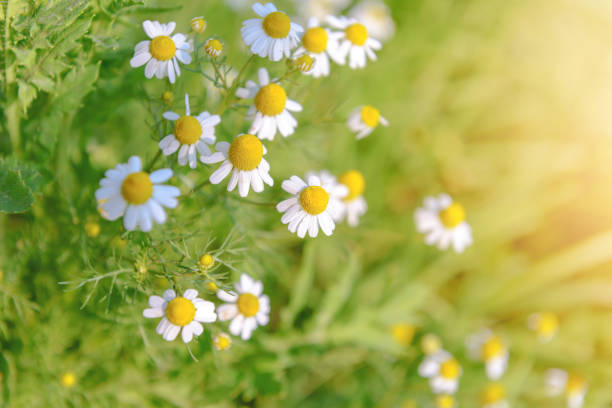 istock Many white daisy flowers on green meadow 697817372