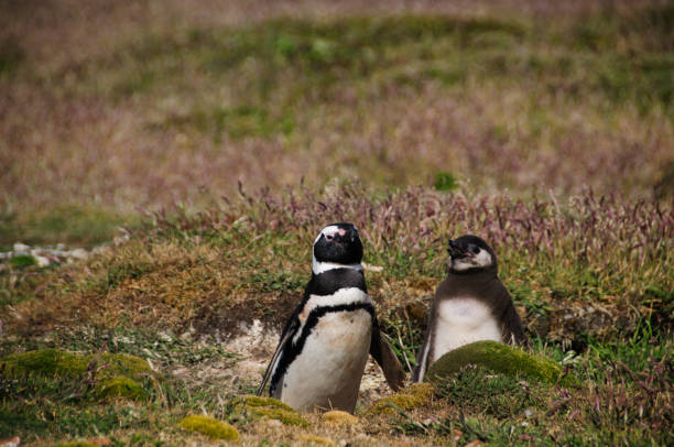 Two Magellanic Penguins at Carcass Island, The Falkslands